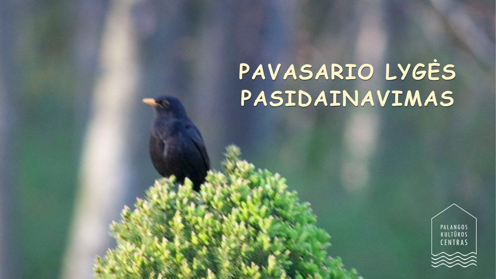 PAVASARIO LYGĖS PASIDAINAVIMAS